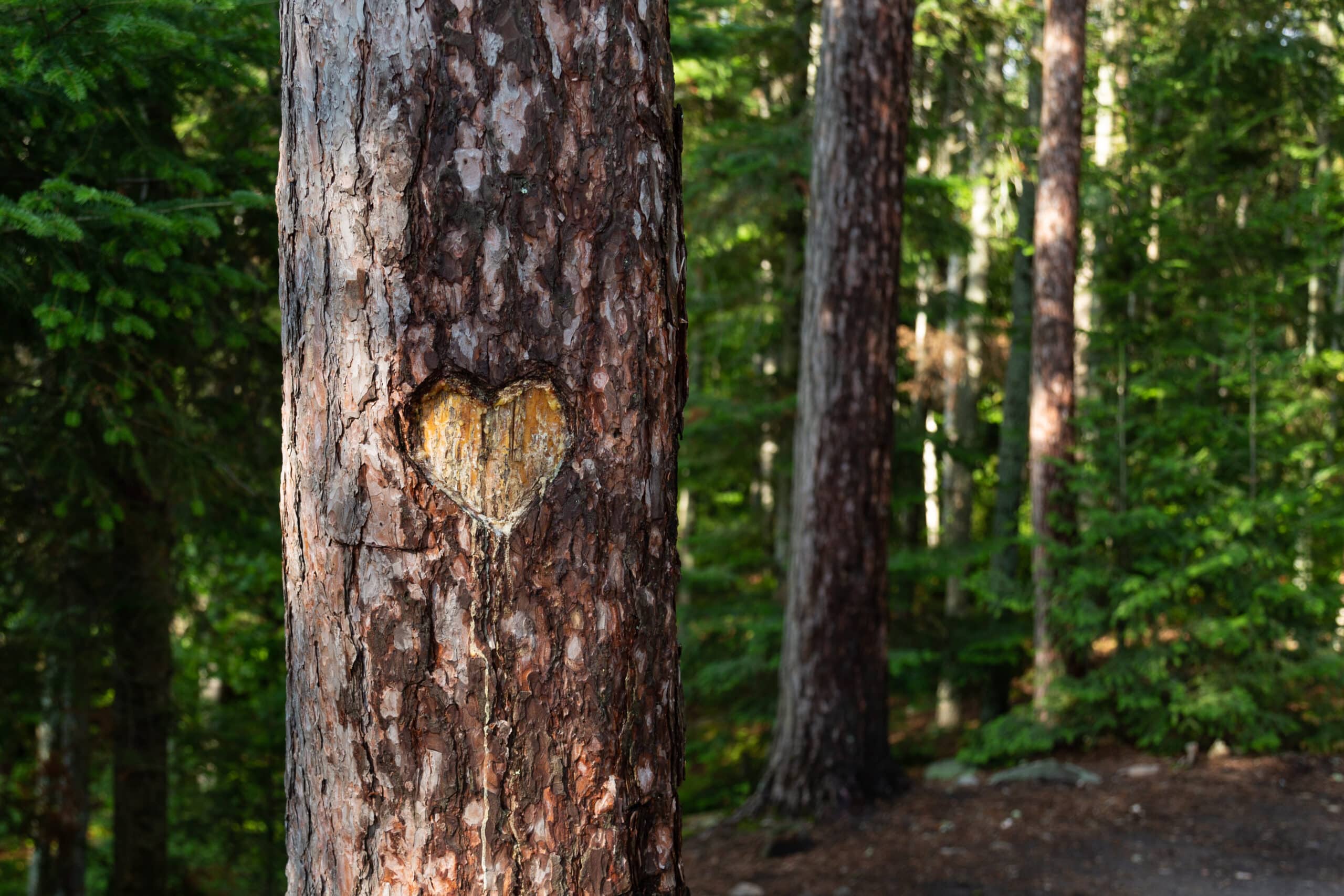 Heart carved into a tree